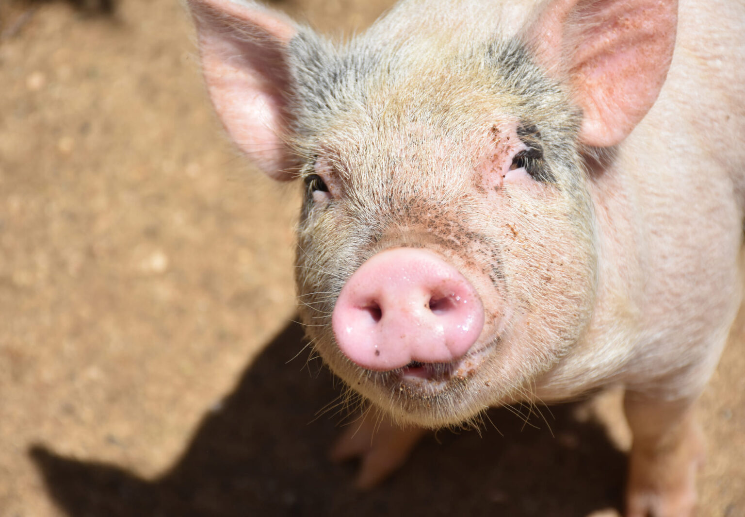 Glückliche Schweine auf dem Stampferhof in Südtirol